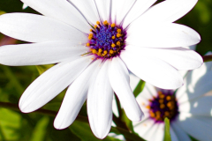 3-white-flowers