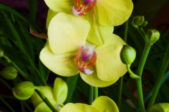 Green orchid