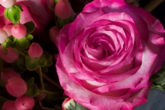 Pink rose