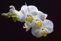 White-Orchid-on-Black-copy