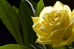 Yellow rose 2