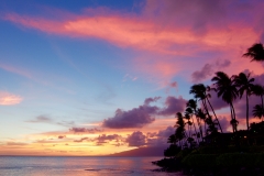 Palms and red clouds 2