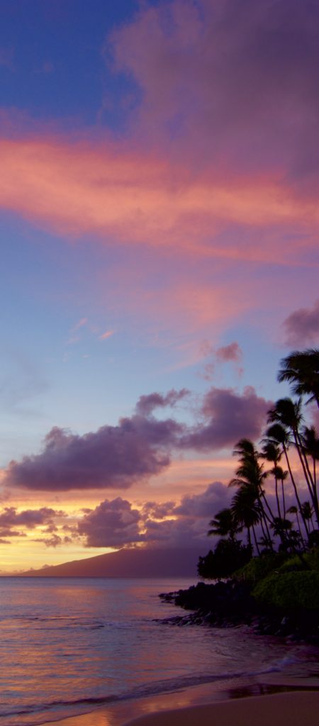 Palms and Red Clouds.